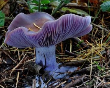 Čirůvka fialová, autor: fáfa