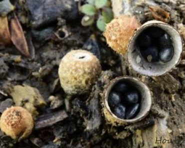 Číšenka výkalová Číšenka výkalová